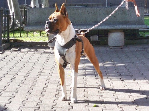 aqui esta kimbo,observando las palomas,en un sabado de paseo,por la plaza de zamora michoacan 